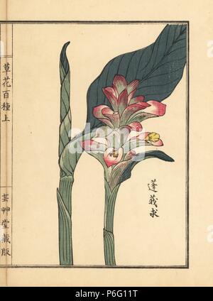 Gajutsu oder weiß Gelbwurz oder zitwer, Curcuma zedoaria. Papierkörbe Holzschnitt von Kono Bairei von kusa Bana Hyakushu (Hundert Sorten von Blumen), Tokio, Yamada, 1901. Stockfoto