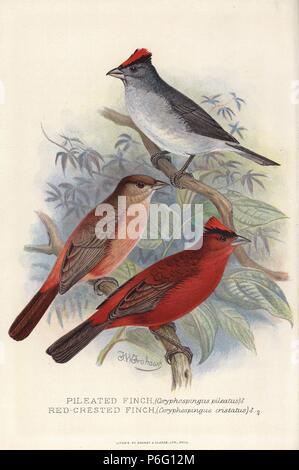 Grau - Finch pileated, Coryphospingus pileatus und red-Crested Finch, Coryphospingus cucullatus, (C. aethiops). Chromolithograph von Brumby und Clarke nach einem Gemälde von Frederick William Frohawk von "ausländischen Arthur Gardiner Butler's Finken in Gefangenschaft", London, 1899. Stockfoto