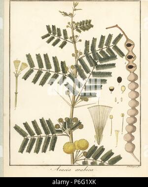 Gummi arabicum oder Thorn Mimosa Tree, Acacia Nilotica. Papierkörbe Kupferstich von F. Guimpel von Dr. Friedrich Gottlob Hayne's Medical Botany, Berlin, 1822. Hayne (1763-1832) war ein deutscher Botaniker, Apotheker und Professor für Pharmazeutische Botanik an der Universität Berlin. Stockfoto