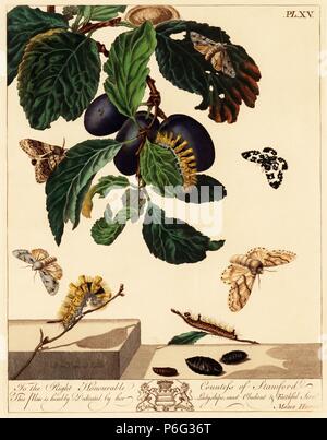 Gelb oder Pale tussock Calliteara pudibunda Motte, grau Dolch Moth, Acronicta psi und Argent und Sable motte Rheumaptera hastata, auf eine Pflaume Zweig, Prunus domestica. Papierkörbe Lithographie nach einer Illustration von Mose Harris von "Aurelian; eine natürliche Geschichte der englischen Motten und Schmetterlinge, die neue Edition von J.O. Westwood, von Henry Bohn, London, 1840 veröffentlicht bearbeitet werden. Stockfoto