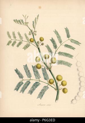 Ägyptische Gummi arabicum, Acacia Nilotica. Papierkörbe zincograph von C. Chabot von Miss M. A. Burnett von ihrem 'World Utiliores: oder Abbildungen von Nutzpflanzen gezeichnet", Whittaker, London, 1842. Miss Burnett zeichnete die botanische Abbildungen, aber der Text wurde vor allem durch ihren verstorbenen Bruder, britische Botaniker Gilbert Thomas Burnett (1800-1835). Stockfoto