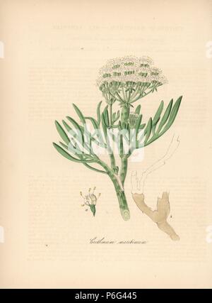 Meer Queller, Crithmum maritimum. Papierkörbe zincograph von C. Chabot von Miss M. A. Burnett von ihrem 'World Utiliores: oder Abbildungen von Nutzpflanzen gezeichnet", Whittaker, London, 1842. Miss Burnett zeichnete die botanische Abbildungen, aber der Text wurde vor allem durch ihren verstorbenen Bruder, britische Botaniker Gilbert Thomas Burnett (1800-1835). Stockfoto