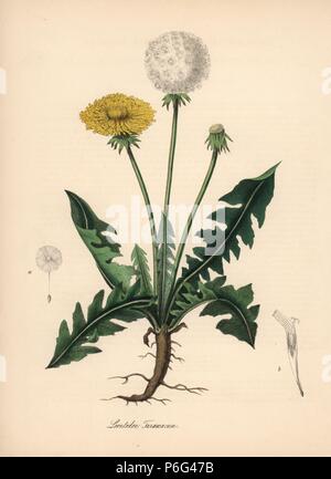 Gemeinsame Löwenzahn, Taraxacum officinale. Papierkörbe zincograph von C. Chabot von Miss M. A. Burnett von ihrem 'World Utiliores: oder Abbildungen von Nutzpflanzen gezeichnet", Whittaker, London, 1842. Miss Burnett zeichnete die botanische Abbildungen, aber der Text wurde vor allem durch ihren verstorbenen Bruder, britische Botaniker Gilbert Thomas Burnett (1800-1835). Stockfoto