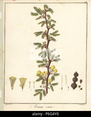 Gummi arabicum oder Thorn Mimosa Tree, Acacia nilotica nilotica subsp. Papierkörbe Kupferstich von F. Guimpel von Dr. Friedrich Gottlob Hayne's Medical Botany, Berlin, 1822. Hayne (1763-1832) war ein deutscher Botaniker, Apotheker und Professor für Pharmazeutische Botanik an der Universität Berlin. Stockfoto