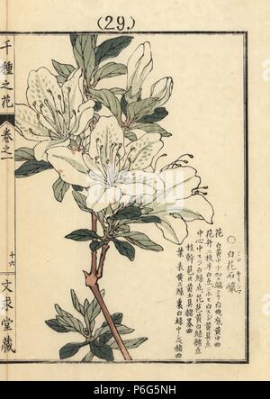 Shiro Kirishima tsutsuji oder Weiß kurume Azalea, Rhododendron obtusum. Papierkörbe Holzschnitt von Kono Bairei von Senshu no Hana (Tausend Sorten von Blumen), Bunkyudo, Kyoto, 1900. Stockfoto