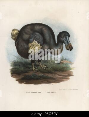 Dodo, Raphus cucullatus (Didus ineptus), ausgestorbene Vogelart. Papierkörbe Lithographie von Josef Leopold Fitzinger's 'Picturebook der Naturgeschichte der Vögel" (Bilder-Atlas Naturgeschichte der Vogel), Wien, 1864. Fitzinger war Direktor der Zoologischen Gärten in München. Stockfoto