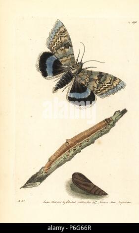 Blau underwing oder Clifden unerreichtes Catocala fraxini (Clifden, Motten, Phalaena fraxini). Fliegen, Motten, Raupe und Puppe. Abbildung gezeichnet und von Richard Polydore Nodder eingraviert. Papierkörbe Kupferstich von George Shaw und Frederick nodder's" des Naturforschers Miscellany", London, 1801. Stockfoto