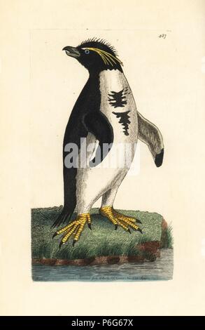 Südliche rockhopper penguin Eudyptes chrysocome. Verwundbar. (Crested Penguin, Pinguinaria cristata). Abbildung gezeichnet und von Richard Polydore Nodder eingraviert. Papierkörbe Kupferstich von George Shaw und Frederick nodder's" des Naturforschers Miscellany", London, 1800. Stockfoto