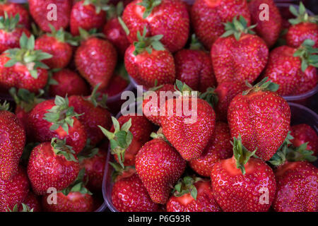 Fächer mit Erdbeeren Stockfoto