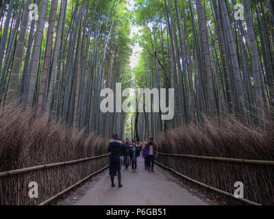 Schöne Bamboo Grove in Arashiyama, Kyoto, Japan. Stockfoto