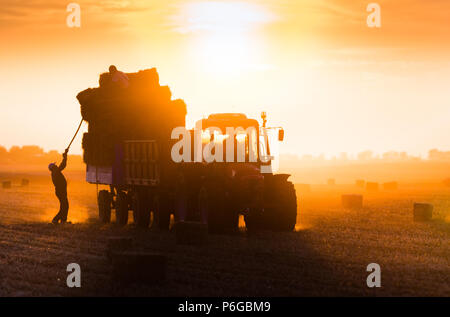 Landwirt werfen Heuballen auf einem traktoranhänger - Ballen von Weizen in das Feld im Sonnenuntergang Stockfoto
