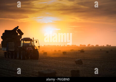 Landwirt werfen Heuballen auf einem traktoranhänger - Ballen von Weizen in das Feld im Sonnenuntergang Stockfoto
