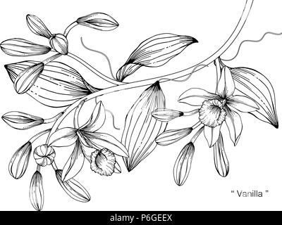 Vanille Blume zeichnen Abbildung. Schwarz und Weiß mit Line Art auf weißem Hintergrund. Stock Vektor