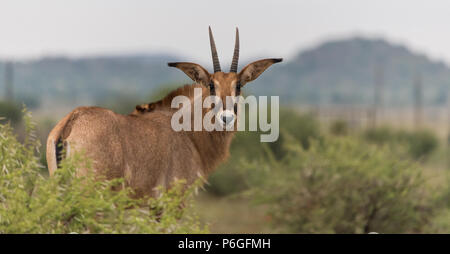 Roan Antelope (Hippotragus equinus) drehte sich in einer Farmlandschaft in Nordkap, Südafrika, aus der Nähe der Kamera Stockfoto