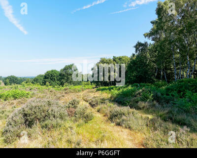 Eine Finte track Kurven über üppige Gras, Heidekraut und Farn moorland adn Rund um einen kleinen Wald. Stockfoto