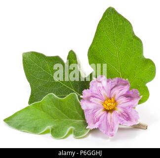 Aubergine oder eierfrucht Blumen und Blätter auf weißem Hintergrund. Stockfoto