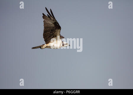 Fischadler, Pandion haliaetus, über Gatun See, Doppelpunkt Provinz, Republik Panama fliegen. Stockfoto