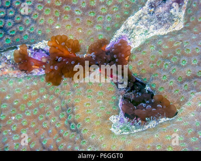 Lebrunia Danae ist eine Art von Seeanemonen in der Familie Aliciidae Stockfoto