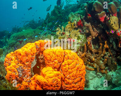 Agelas Clathrodes, auch bekannt als der orange Elefant Schwamm, Ohr ist eine Art von demosponge Stockfoto