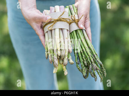 Bündel von weißem und grünem Spargel in der famer Hände. Natur Hintergrund. Stockfoto