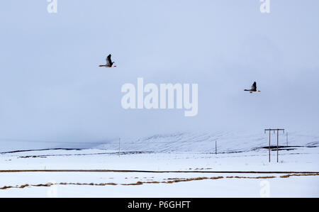 Ein paar Gänse fliegen über Snowy White Felder in Island. Überwiegend bewölkt Himmel markieren Sie die Gänse auf ihrem Weg zusammen. Stockfoto