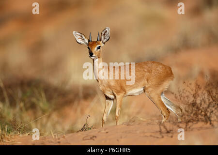 Männliche steinböckchen Antilope (Raphicerus campestris), Kalahari Wüste, Südafrika Stockfoto