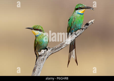 Swallow-tailed Bienenfresser (Merops hirundineus) auf einem Ast sitzend, Südafrika Stockfoto