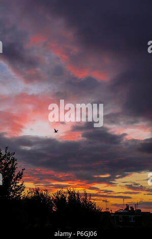 Silhouetted Bäume und Fernsehantennen auf den Dächern in einer englischen Stadt bei Sonnenuntergang Stockfoto