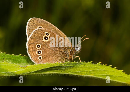 Ringelwürmer Schmetterling (Aphantopus hyperantus) auf Blatt, Cambridgeshire, England ruhen Stockfoto