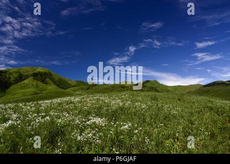 Dzukou Tal, Nagaland, Nordosten von Indien. Die Dzükou Tal liegt an der Grenze der Staaten von Nagaland und Manipur Indiens. Stockfoto