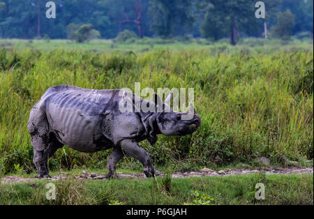 Der große Gehörnten Nashörnern in Indien. Wissenschaftlicher Name: Rhinoceros unicornis. Stockfoto
