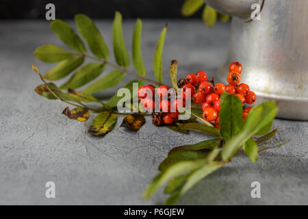 Nahaufnahme von Rowan Zweige mit Beeren auf grauem Hintergrund Stockfoto