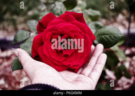 Schöne Hand sortierte Blut rote Rose. Red velvet Feeling mit wunderschönen Farben gibt gothic Vibes. Stockfoto