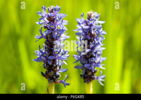 Pickerel Unkraut Blaue Pontederia Pickerelweed Blume Pontederia kordata Blumen in Blüte blühende Juni Sommerpflanze Blaue Blütenblüte blühende Pflanze Stockfoto