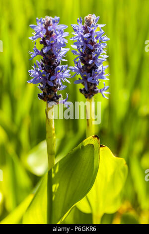 Pickerelkraut, Pontederia cordata Aquatic Plant Stockfoto