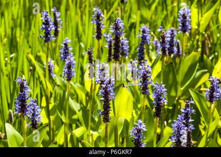 Pontederia Cordata wächst im Garten Teich Blaue Pickerelweed Blaue Pontederia Blumen Sommer Feuchtigkeit Garten Juni feuchte Pickerel Rush Unkraut Feuchte Stelle Stockfoto