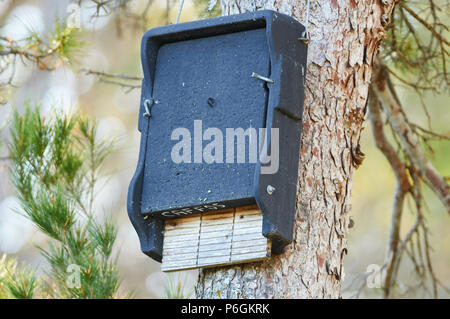 Schwegler 1 FF Flachbild bat Box hängen von einer Kiefer in Can Marroig öffentlichen Immobilien in Ses Salines Naturpark (Formentera, Balearen, Spanien) Stockfoto