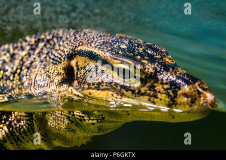 Porträt große Waran in Wasser, close-up. Stockfoto
