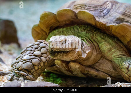 Portrait schöne Schildkröte im grünen Gras. Stockfoto