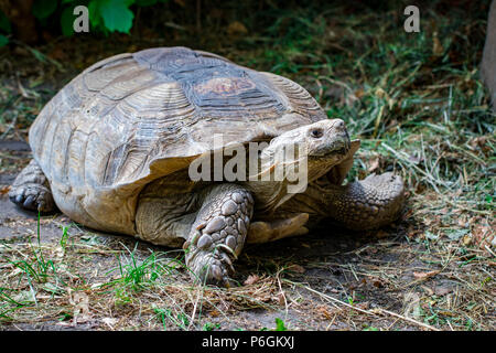 Portrait schöne Schildkröte im grünen Gras. Stockfoto