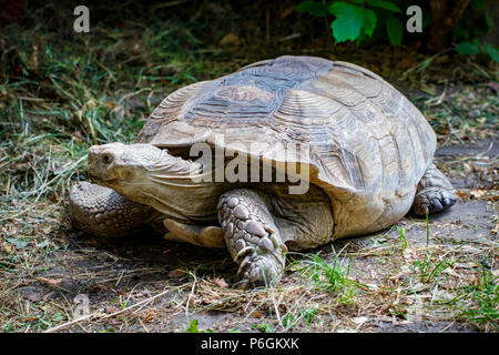 Portrait schöne Schildkröte im grünen Gras. Stockfoto