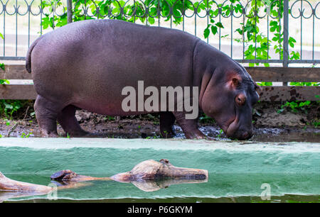 Die gemeinsame Flusspferd (Hippopotamus amphibius), hippo Portrait. Stockfoto