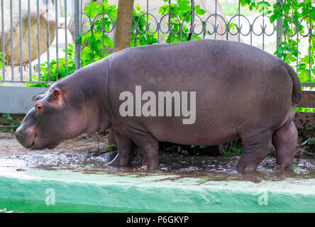 Die gemeinsame Flusspferd (Hippopotamus amphibius), hippo Portrait. Stockfoto