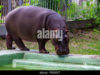 Die gemeinsame Flusspferd (Hippopotamus amphibius), hippo Portrait. Stockfoto