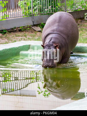 Die gemeinsame Flusspferd (Hippopotamus amphibius), hippo Portrait. Stockfoto