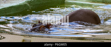 Behemoth vollständig gebadet im Fluss auf der Ebene der Wasser an einem heißen Sommertag. Die Nase und die Augen Hippo aus dem Wasser kam. Stockfoto