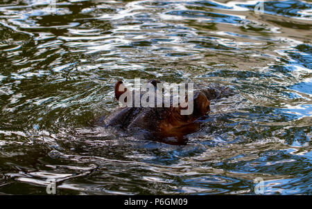 Behemoth vollständig gebadet im Fluss auf der Ebene der Wasser an einem heißen Sommertag. Die Nase und die Augen Hippo aus dem Wasser kam. Stockfoto