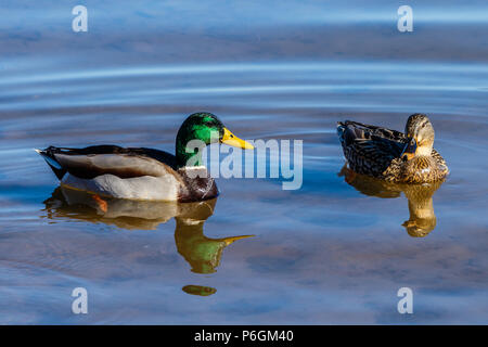 Paar Stockenten (Drake & henne) schwimmen zusammen auf Roosevelt Lake, Arizona Stockfoto