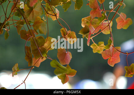 Schönen Efeu Blätter mit einem Hauch von Rot und Orange Stockfoto