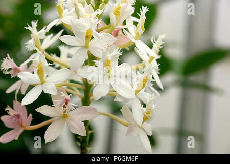 Epidendrum ibaguense alba Stockfoto